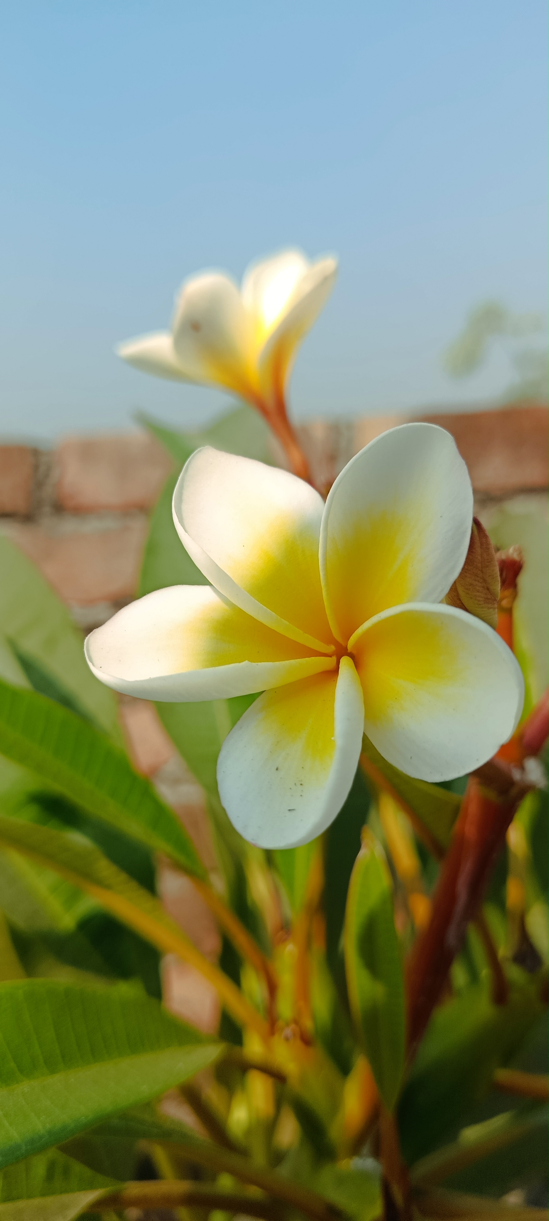 হাইব্রিড ঢেঁড়স- দুরন্ত(Malik seeds) (Duranta)